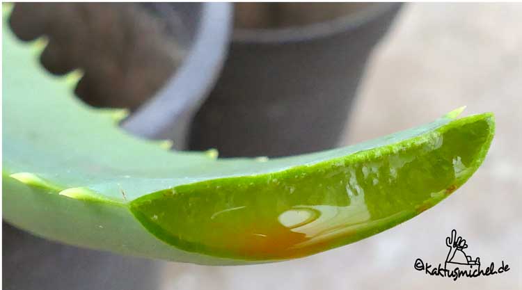 Schnitt durch ein Blatt von Aloe arborescens
