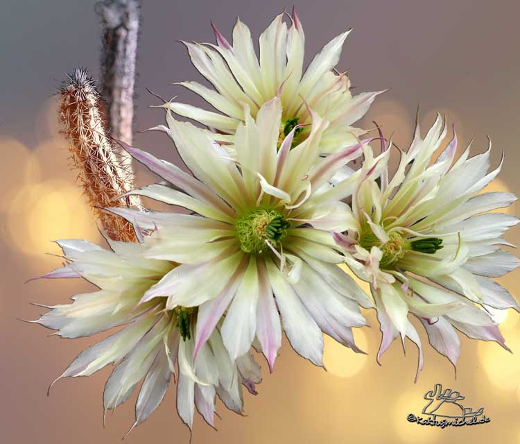 Echinocereus waldeisii - KAKTUSNEWS und andere Hobbys