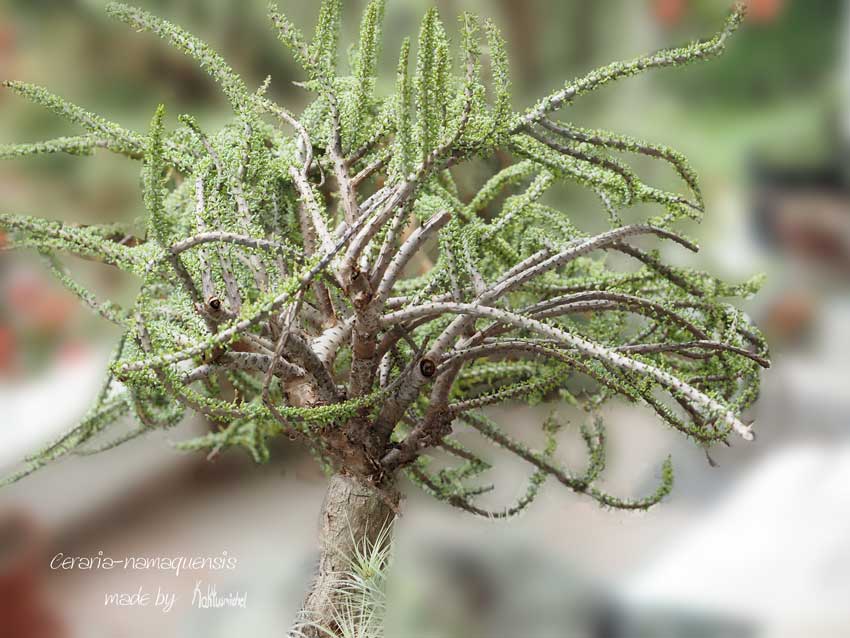 Eine mehrere Jahrzehnte alte Pflanze von Ceraria namaquensis©Kaktusmichel.de
