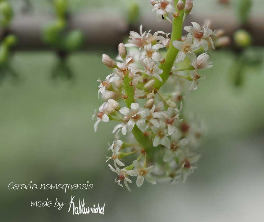 Die kleinen Blüten von Ceraria namaquensis©Kaktusmichel.de