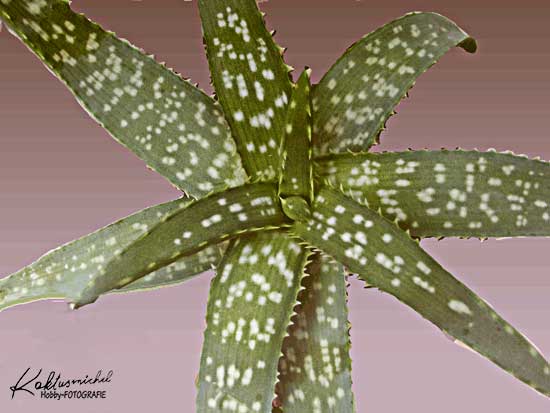 aloe vera spray wundheilung Aloe Vera Spray aus der Apotheke main image 1