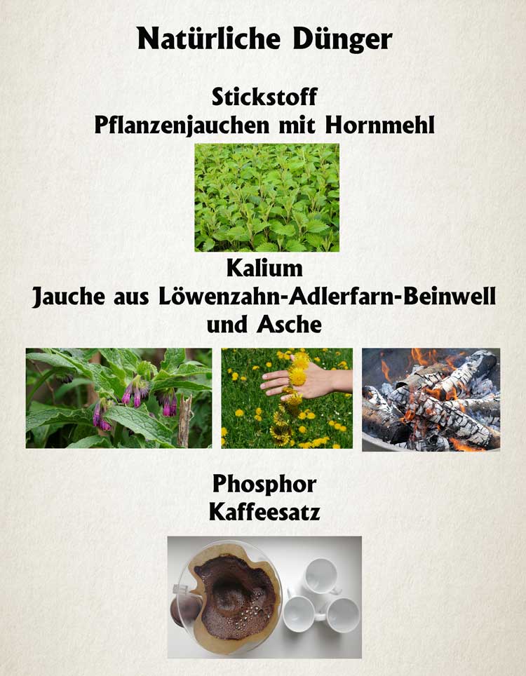 Dngen bei Kakteen und anderen Sukkulenten - KAKTUSNEWS und andere Hobbys